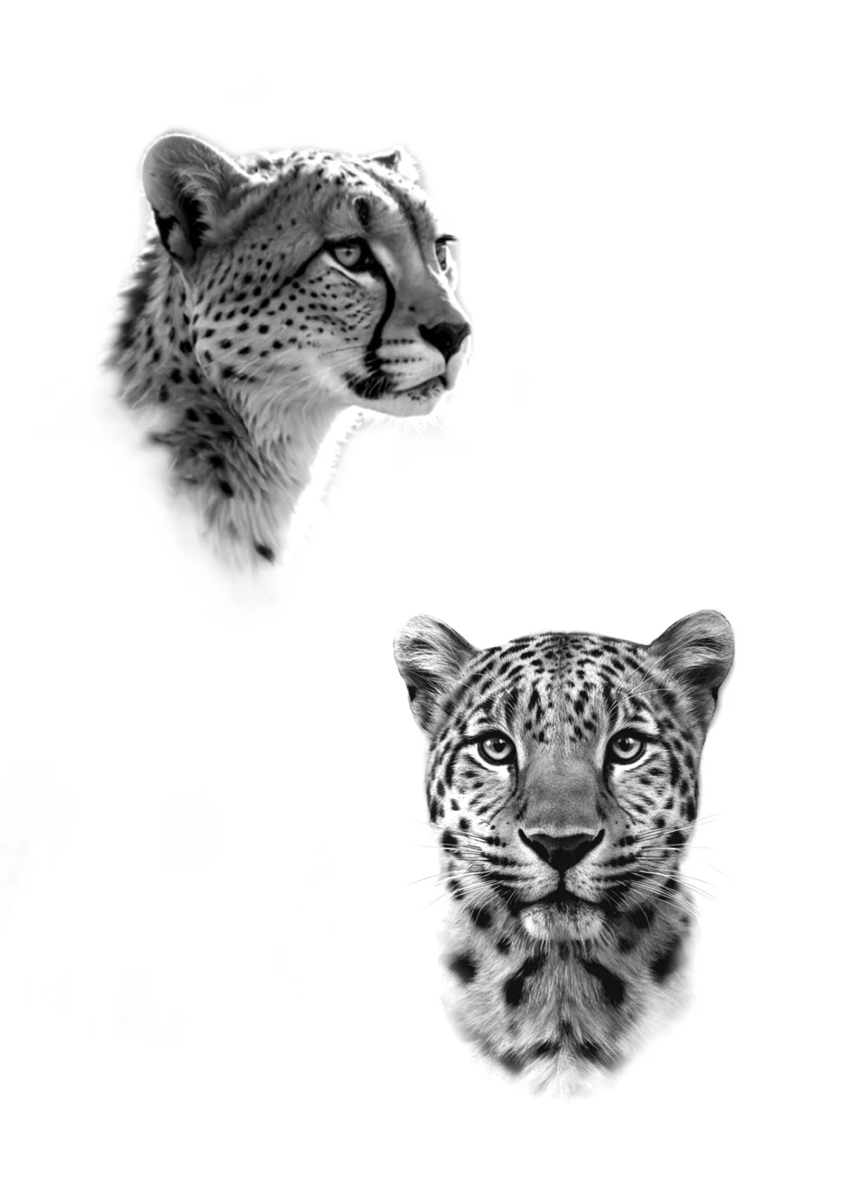 Dessin disponible — Guépard & Léopard.