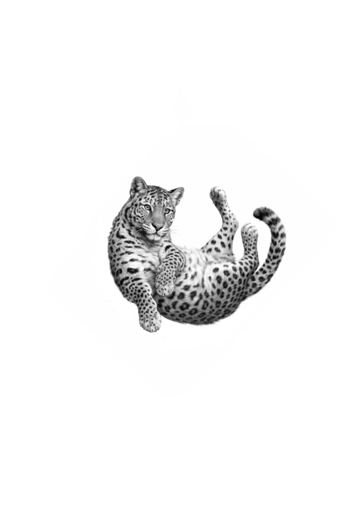 Dessin disponible — Léopard couché.