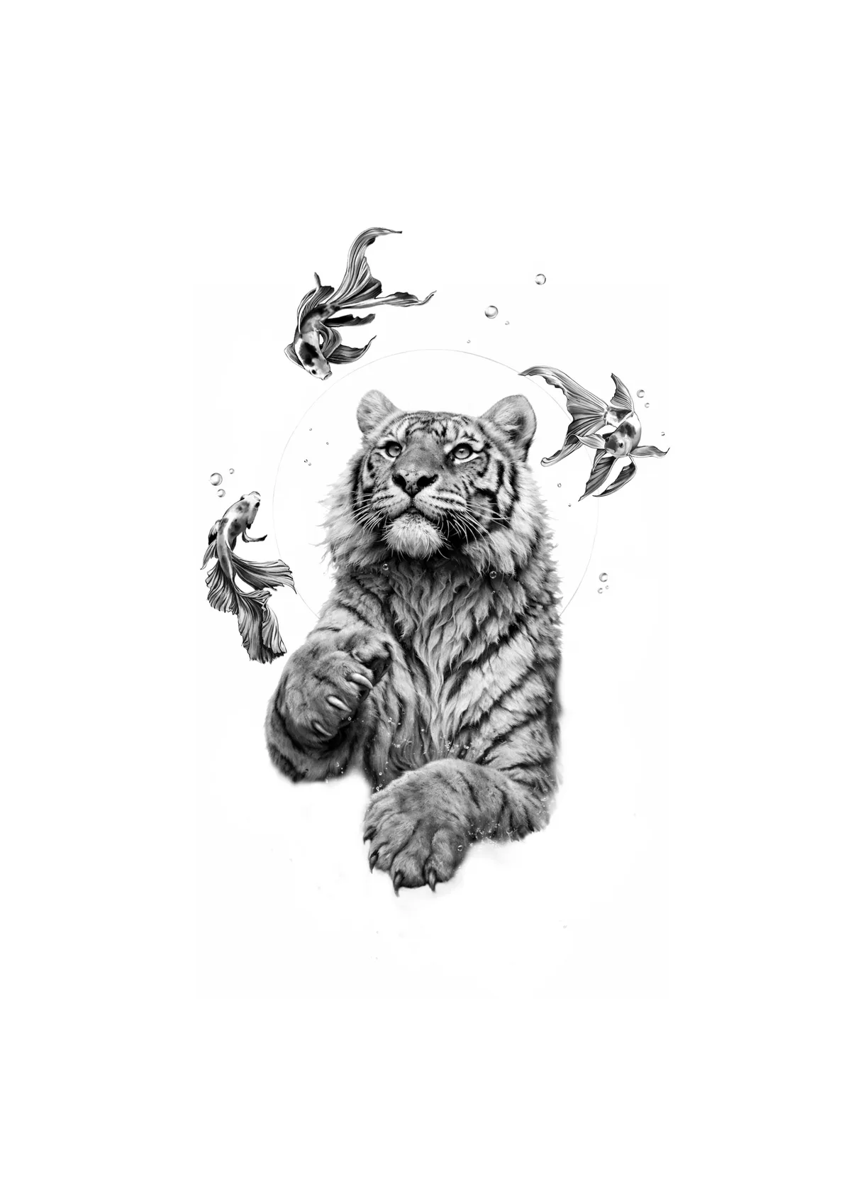 Dessin disponible — Tigre aquatique.